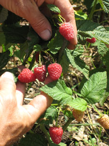 Саженцы малины