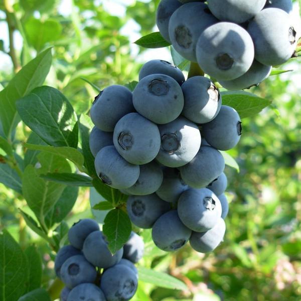 Саженцы голубики Бригитта Блю