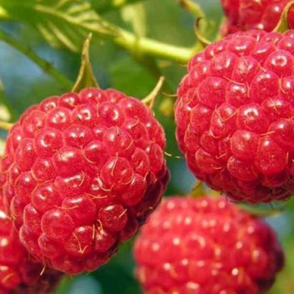 Саженцы малины Калашник